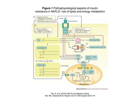 Figure 1 Pathophysiological aspects of insulin