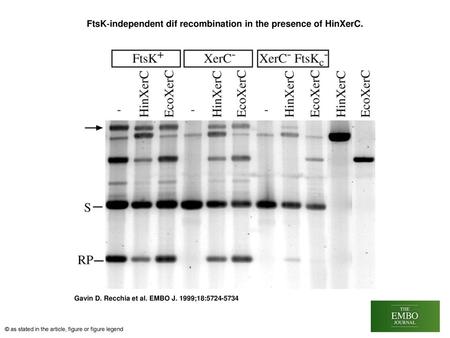 FtsK‐independent dif recombination in the presence of HinXerC.