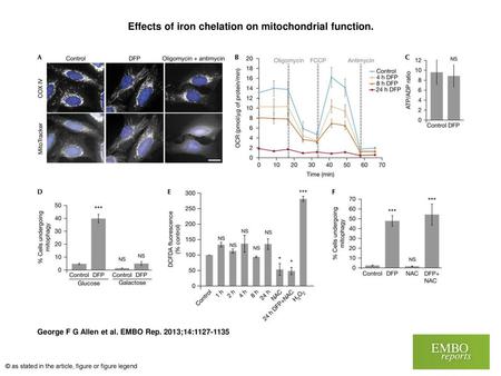 Effects of iron chelation on mitochondrial function.