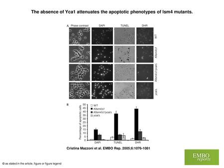 The absence of Yca1 attenuates the apoptotic phenotypes of lsm4 mutants. The absence of Yca1 attenuates the apoptotic phenotypes of lsm4 mutants. (A) Wild‐type.
