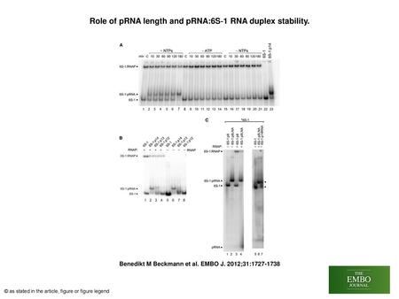 Role of pRNA length and pRNA:6S‐1 RNA duplex stability.