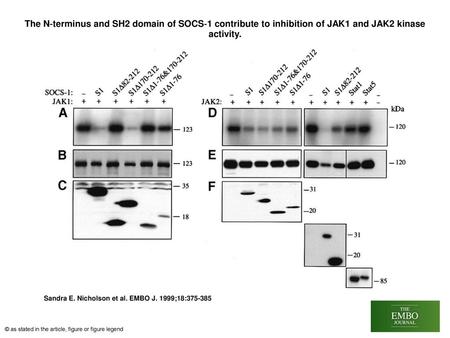 The N‐terminus and SH2 domain of SOCS‐1 contribute to inhibition of JAK1 and JAK2 kinase activity. The N‐terminus and SH2 domain of SOCS‐1 contribute to.