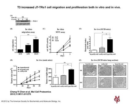 T3 increased J7-TRα1 cell migration and proliferation both in vitro and in vivo. T3 increased J7-TRα1 cell migration and proliferation both in vitro and.