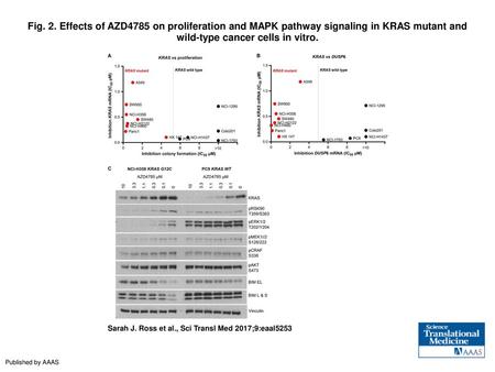 Fig. 2. Effects of AZD4785 on proliferation and MAPK pathway signaling in KRAS mutant and wild-type cancer cells in vitro. Effects of AZD4785 on proliferation.