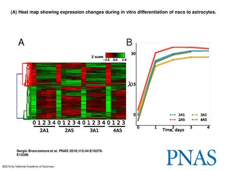 (A) Heat map showing expression changes during in vitro differentiation of nscs to astrocytes. (A) Heat map showing expression changes during in vitro.