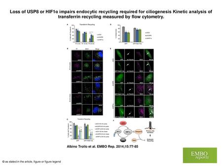 Loss of USP8 or HIF1α impairs endocytic recycling required for ciliogenesis Kinetic analysis of transferrin recycling measured by flow cytometry. Loss.