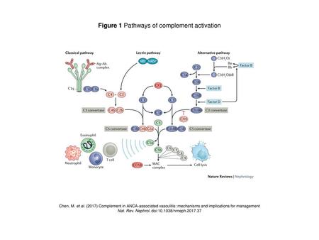 Figure 1 Pathways of complement activation