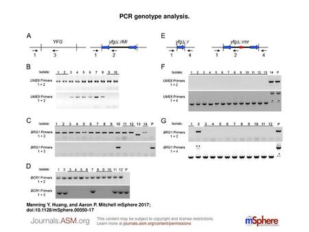 PCR genotype analysis. PCR genotype analysis. (A) Primer pairs for detection of deletion alleles. The designation YFG refers to any of the genes UME6,