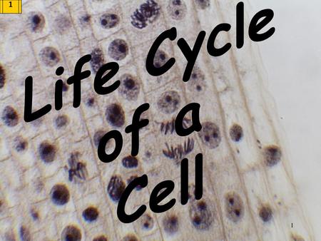 Life Cycle of a Cell.