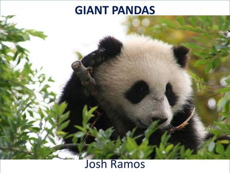 GIANT PANDAS Josh Ramos
