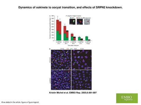 Dynamics of ookinete to oocyst transition, and effects of SRPN2 knockdown. Dynamics of ookinete to oocyst transition, and effects of SRPN2 knockdown. Mosquitoes.