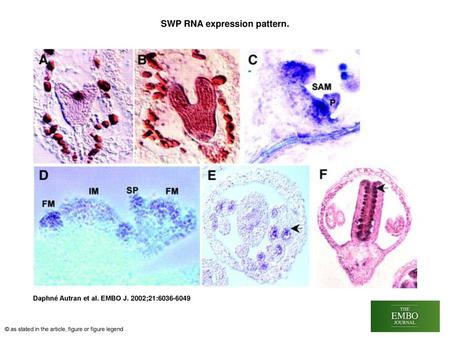 SWP RNA expression pattern.
