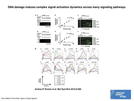 DNA damage induces complex signal activation dynamics across many signaling pathways. DNA damage induces complex signal activation dynamics across many.