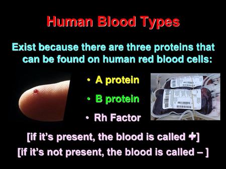 Human Blood Types Exist because there are three proteins that can be found on human red blood cells: A protein B protein Rh Factor [if it’s present, the.