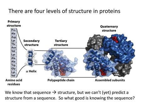 There are four levels of structure in proteins