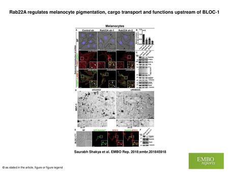 Rab22A regulates melanocyte pigmentation, cargo transport and functions upstream of BLOC‐1 Rab22A regulates melanocyte pigmentation, cargo transport and.