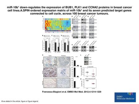 MiR‐10b* down‐regulates the expression of BUB1, PLK1 and CCNA2 proteins in breast cancer cell lines.A.SPIN‐ordered expression matrix of miR‐10b* and its.