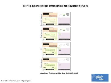 Inferred dynamic model of transcriptional regulatory network.