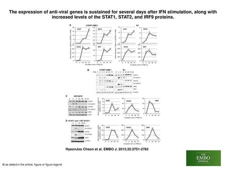 The expression of anti‐viral genes is sustained for several days after IFN stimulation, along with increased levels of the STAT1, STAT2, and IRF9 proteins.