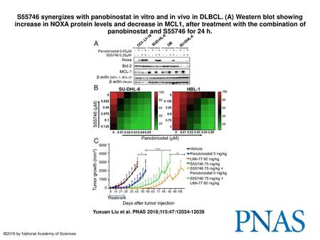 S55746 synergizes with panobinostat in vitro and in vivo in DLBCL
