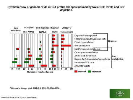 Synthetic view of genome‐wide mRNA profile changes induced by toxic GSH levels and GSH depletion. Synthetic view of genome‐wide mRNA profile changes induced.