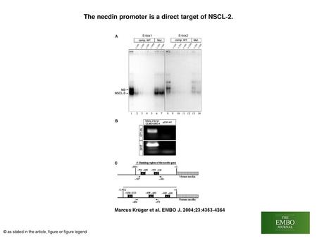 The necdin promoter is a direct target of NSCL‐2.