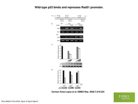 Wild‐type p53 binds and represses Rad51 promoter.