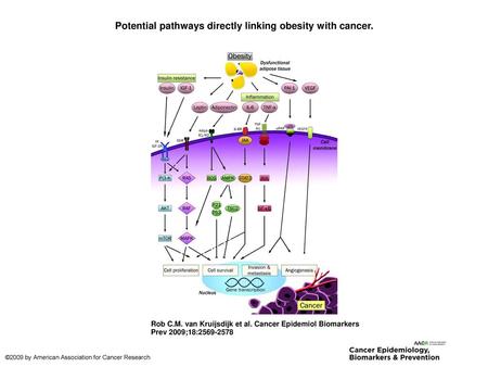 Potential pathways directly linking obesity with cancer.