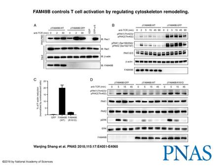 FAM49B controls T cell activation by regulating cytoskeleton remodeling. FAM49B controls T cell activation by regulating cytoskeleton remodeling. (A) J.FAM49B.