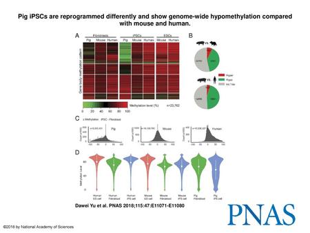 Pig iPSCs are reprogrammed differently and show genome-wide hypomethylation compared with mouse and human. Pig iPSCs are reprogrammed differently and show.