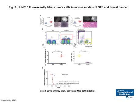 Fig. 2. LUM015 fluorescently labels tumor cells in mouse models of STS and breast cancer. LUM015 fluorescently labels tumor cells in mouse models of STS.