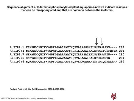 Sequence alignment of C-terminal phosphorylated plant aquaporins