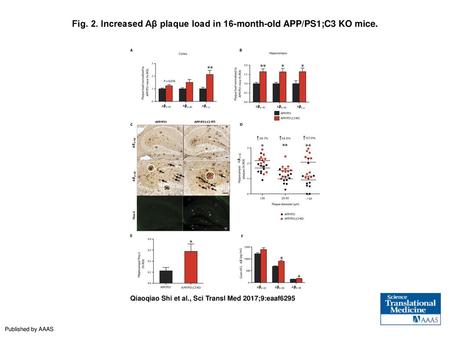 Fig. 2. Increased Aβ plaque load in 16-month-old APP/PS1;C3 KO mice.