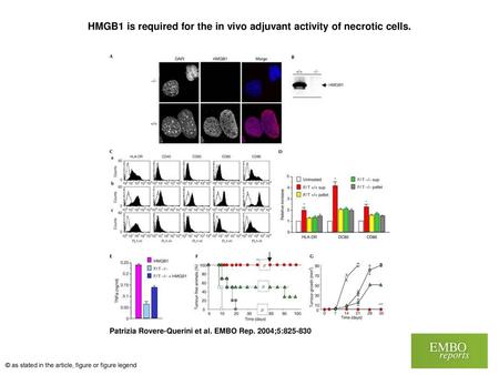 HMGB1 is required for the in vivo adjuvant activity of necrotic cells.