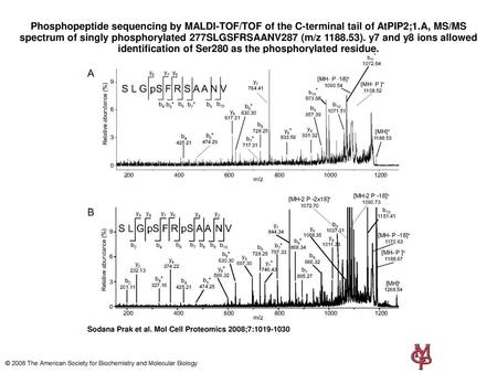 Phosphopeptide sequencing by MALDI-TOF/TOF of the C-terminal tail of AtPIP2;1.A, MS/MS spectrum of singly phosphorylated 277SLGSFRSAANV287 (m/z 1188.53).