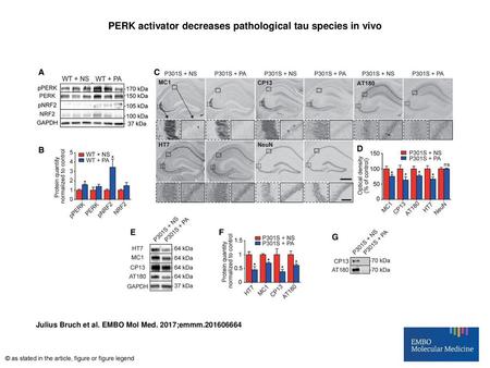 PERK activator decreases pathological tau species in vivo