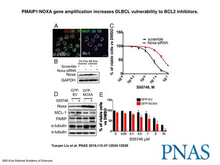 PMAIP1/NOXA gene amplification increases DLBCL vulnerability to BCL2 inhibitors. PMAIP1/NOXA gene amplification increases DLBCL vulnerability to BCL2 inhibitors.