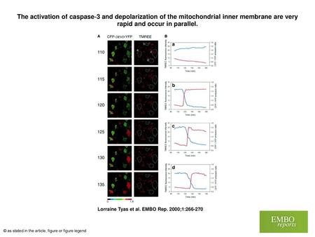 The activation of caspase‐3 and depolarization of the mitochondrial inner membrane are very rapid and occur in parallel. The activation of caspase‐3 and.