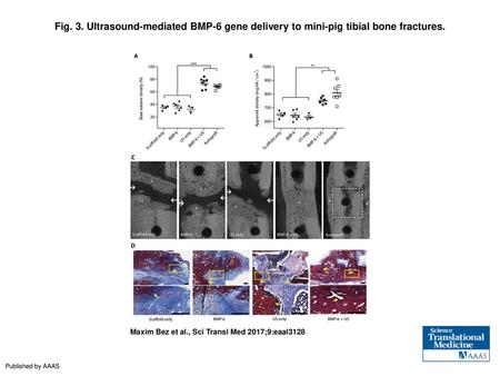 Fig. 3. Ultrasound-mediated BMP-6 gene delivery to mini-pig tibial bone fractures. Ultrasound-mediated BMP-6 gene delivery to mini-pig tibial bone fractures.