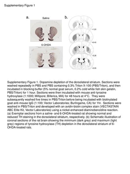 Supplementary Figure 1 Supplementary Figure 1. Dopamine depletion of the dorsolateral striatum. Sections were washed repeatedly in PBS and PBS containing.
