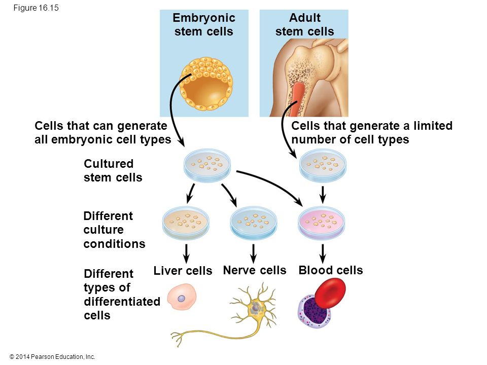 Embryonic Stem Cells Adult Stem Cells 105