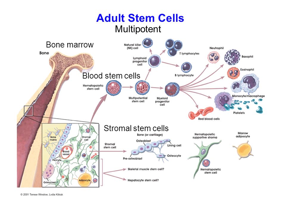 Adult Stem Cells Bone Marrow 119