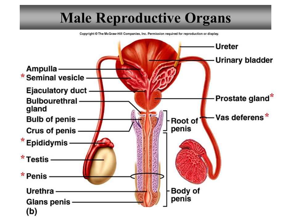Male Reproductive Organs 2