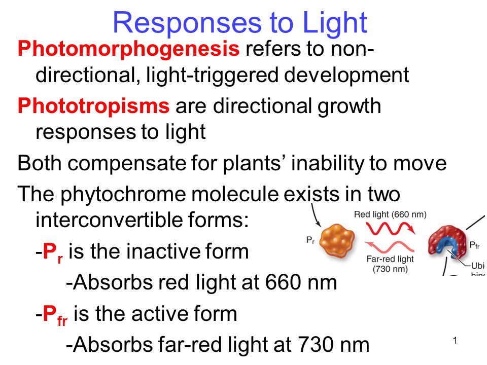 download biotechnology molec studies novel apps for imprvd