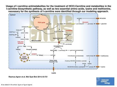 Usage of l‐carnitine antimetabolites for the treatment of HCCl‐Carnitine and metabolites in the l‐carnitine biosynthetic pathway, as well as two essential.
