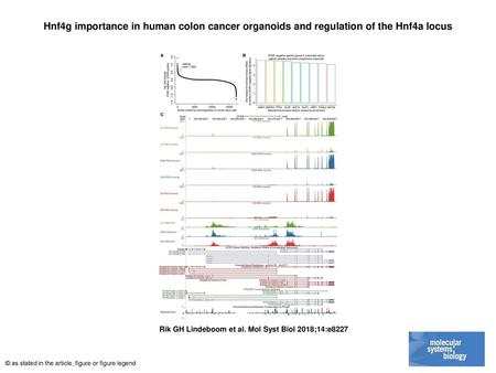 Hnf4g importance in human colon cancer organoids and regulation of the Hnf4a locus Hnf4g importance in human colon cancer organoids and regulation of the.