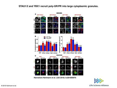 STAU1/2 and YBX1 recruit poly-GR/PR into large cytoplasmic granules.