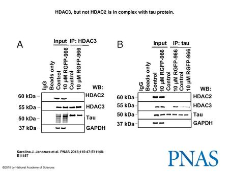 HDAC3, but not HDAC2 is in complex with tau protein.