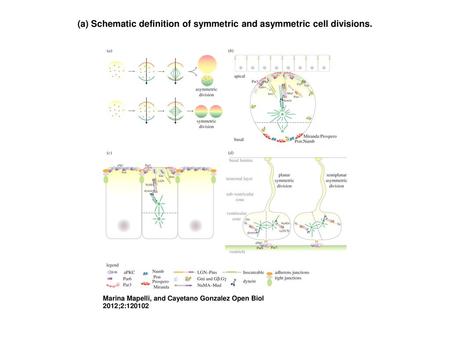 (a) Schematic definition of symmetric and asymmetric cell divisions.