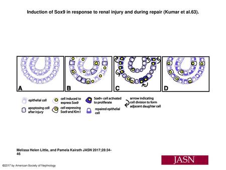 Induction of Sox9 in response to renal injury and during repair (Kumar et al.63). Induction of Sox9 in response to renal injury and during repair (Kumar.
